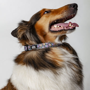 Ying & Yang Riot Dog Collar