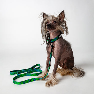 dog leash - correa para perro alien_1